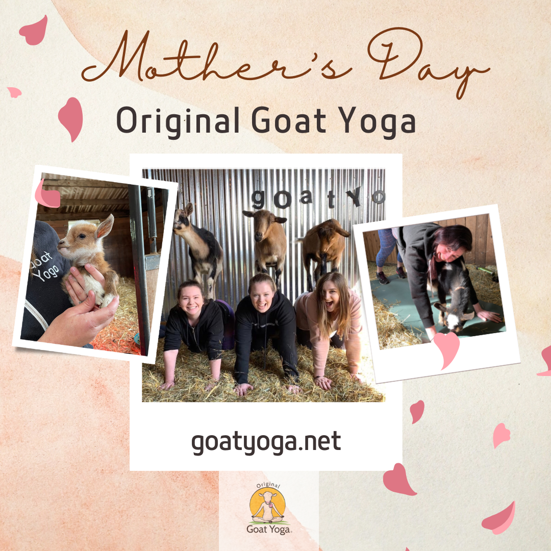 Mother's Day Goat Yoga