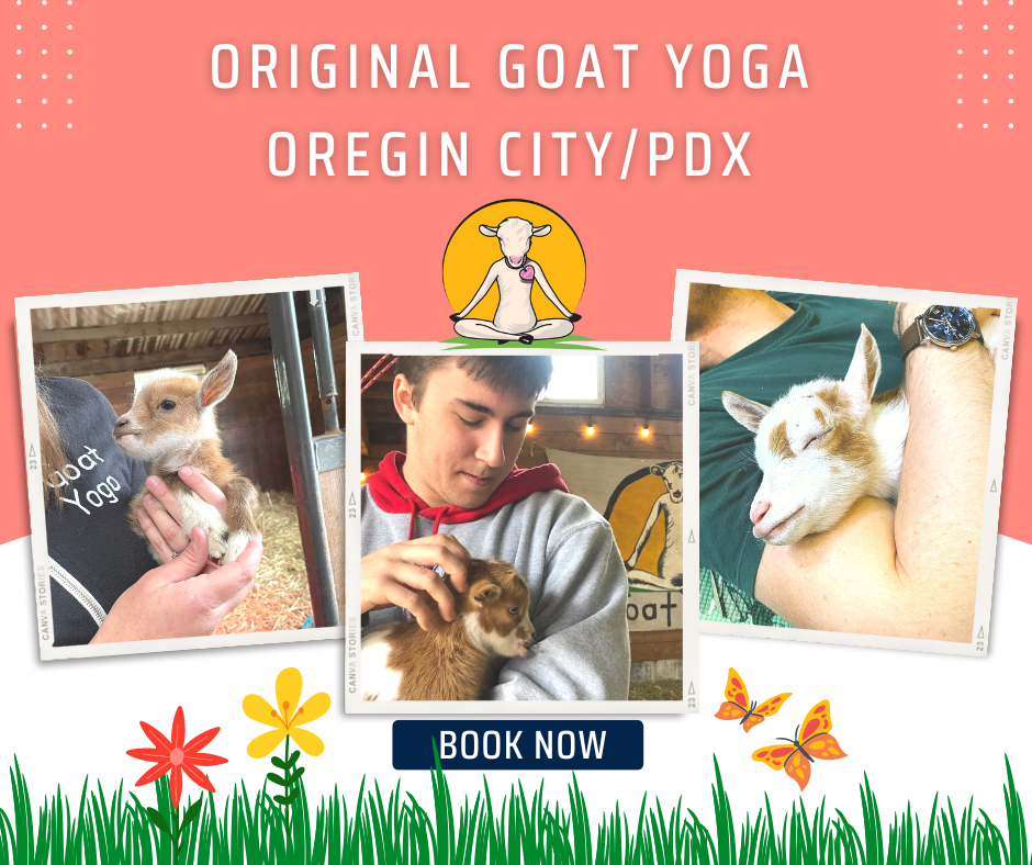 May Goat Yoga Classes in Portland Oregon