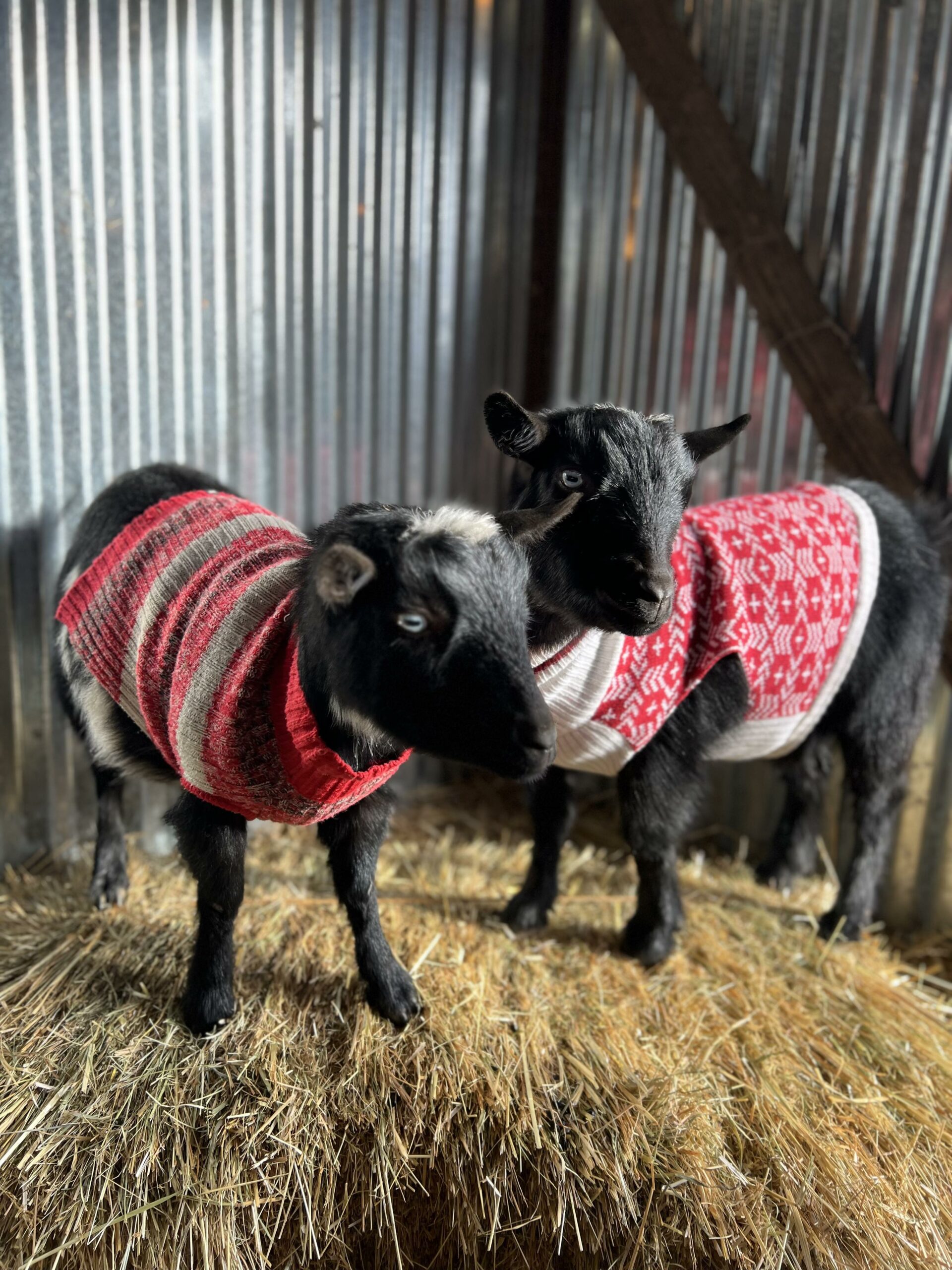 Ugly christmas hotsell goat sweater